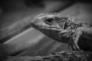 宅配食の口コミを比較して、失敗しない選び方は？